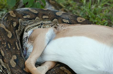 For example, some mammals that are hunted by the Burmese python are. . What do burmese pythons eat in florida